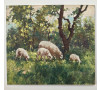 Ovce na pastvě