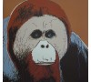 Orangutan