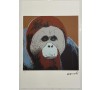 Orangutan