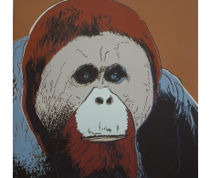 Orangutan